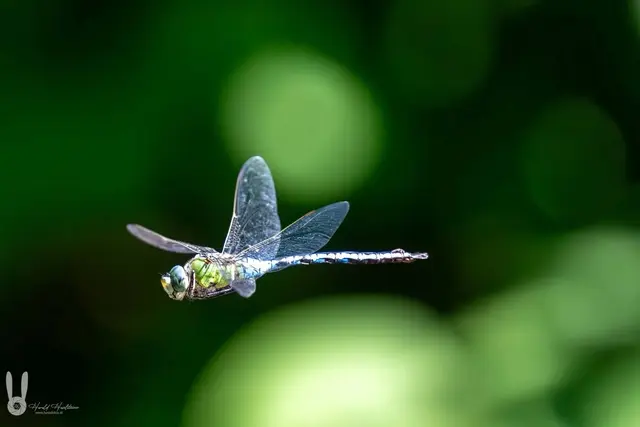 Eine Libelle an der Kleinen Erlauf | Foto: Harald Haselsteiner