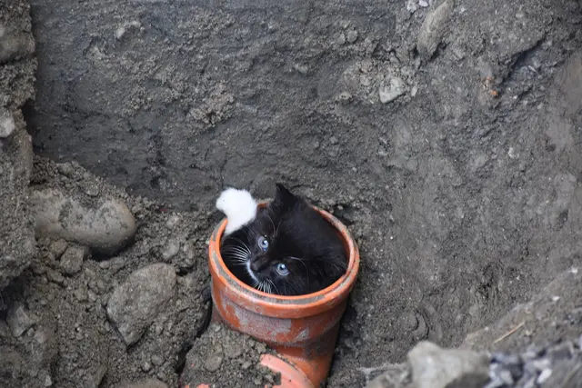 die Babykatze machte mit Miauen auf sich aufmerksam.  | Foto: Zoom Tirol