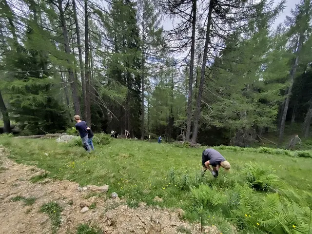 Entfernen von Farnen und Ästen auf einer Lärchwiese | Foto: Biosphärenparkmanagement Lungau