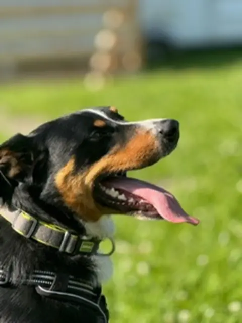 Foto: Tierheim Pinzgau