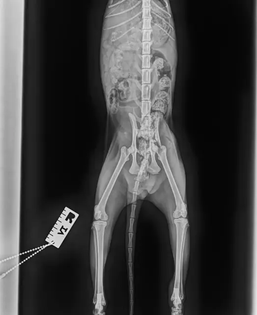 Im April wurde Silbermond in der Tierklinik St. Pölten operiert. Der Bruch war sehr komplex. Die Hüfte war teilweise zertrümmert, die Nerven teils eingeklemmt. Über vier Stunden dauerte der aufwändige – und rundum erfolgreiche – Eingriff. | Foto: Tierschutzverein St. Pölten
