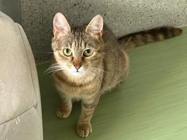 Die junge Tigerkatze Silbermond ist seit ihrer OP wieder aktiv und verschmust | Foto: Tierschutzverein St. Pölten / TSV STP