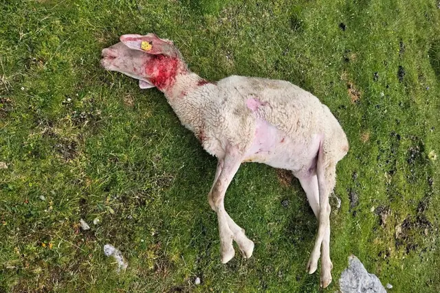 Gerissenes Schaf im Bereich der Mitterfeldalm in Werfen. | Foto: Land Salzburg / Üblagger