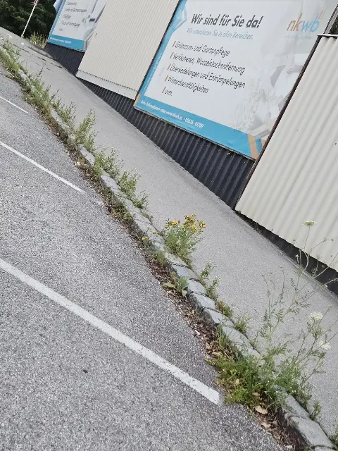 Ein Beispiel für Unkraut bei Gehsteigen in Neunkirchen. | Foto: privat
