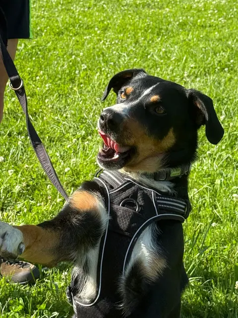 Foto: Tierheim Pinzgau