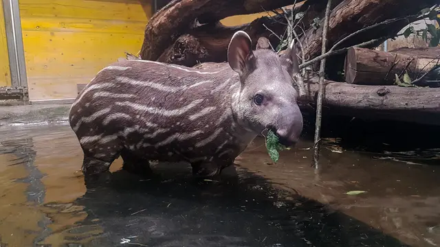 2022 im Zoo Schmiding in Krenglbach geboren, soll der österreichische Tapir Lupo im australischen Zoo für Nachwuchs und Artenerhalt sorgen. | Foto: Zoo Schmiding / Sterns
