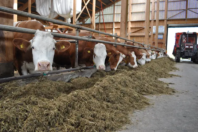 Im Jahr 2023 waren im Burgenland 5.175 Betriebe landwirtschaftlich aktiv, im Jahr 2020 waren es noch 5.400. | Foto: Landwirtschaftskammer
