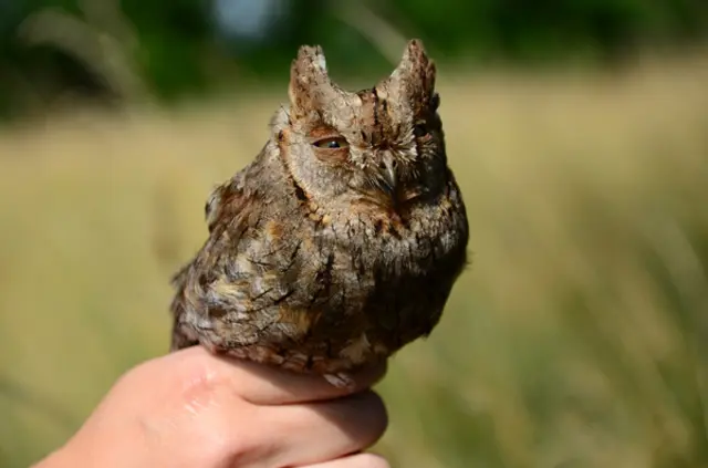 Die Zwergohreule bewohnt vor allem alte Streuobstwiesen mit großen, höhlenreichen Obstbäumen, wo sie brüten und jagen kann. | Foto: Kurt Grafl