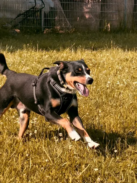 Foto: Tierheim Pinzgau