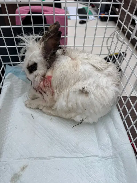 Trauriger Fund: In Weißkirchen versuchte die Tierhilfe Gusental ein schwer verletztes Kaninchen zu retten. | Foto: THG