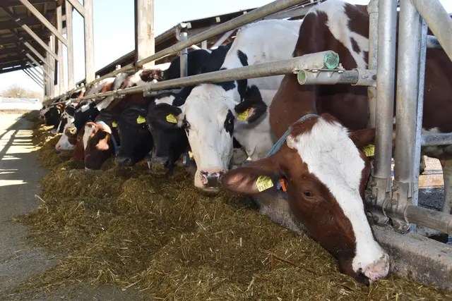 Der Verfassungsgerichtshof hat den Antrag des Landes Burgenland zum Verbot von Vollspaltenböden bei Mastrindern abgewiesen. | Foto: Martin Wurglits