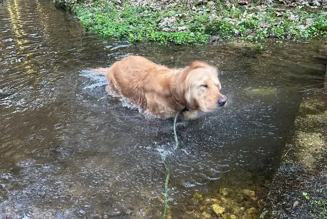 Bei "Hundswetter" lechzen nicht nur wir Menschen, sondern auch unsere Vierbeiner nach Abkühlung. | Foto: MeinBezirk Perg