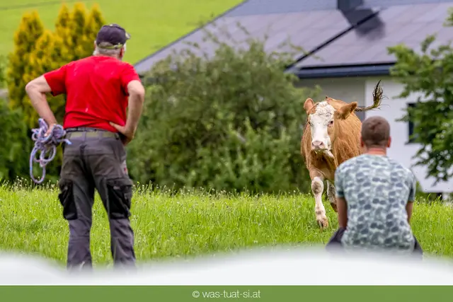Das Tier konnte wieder eingefangen werden. | Foto: Was-tuat-si