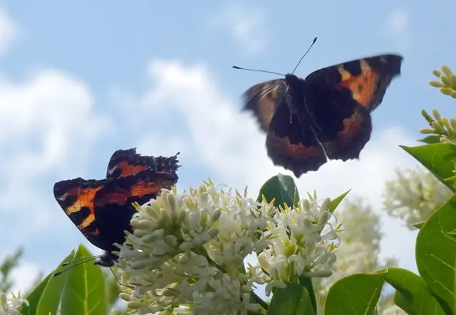 Schmetterlinge tummeln sich auf den Blüten.