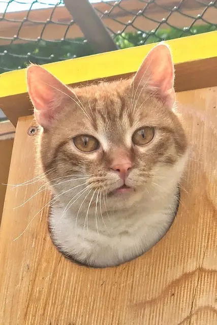 Felix ist sehr zugänglich und selbstbewusst. | Foto: Arche Wels