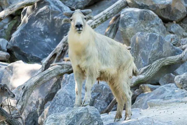 Der Tiergarten Schönbrunn kann sich auf einen seltenen Neuzugang mit Seltenheitswert freuen. Erstmals wurden Goldtakine – zwei männliche Exemplare, die vor Kurzem in Wien eingetroffen sind, präsentiert. | Foto: Daniel Zupanc
