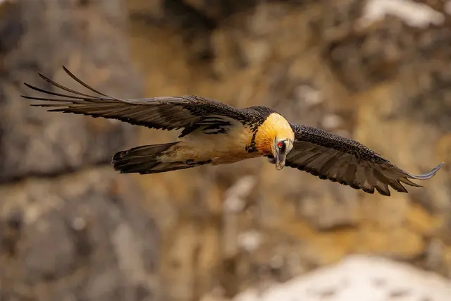Im Naturpark Ötztal findet jeden Dienstag eine geführte Wanderung zum Thema Bartgeier statt.  | Foto: Stefan Plangger