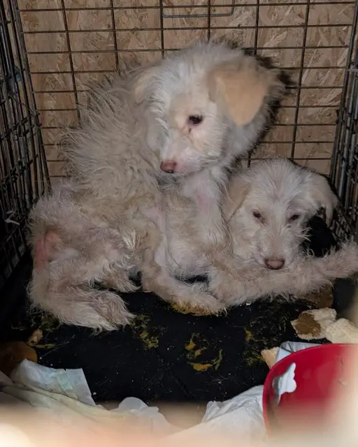 Der Zustand der Hunde war kritisch. | Foto: Tierschutzinitiative Innviertel