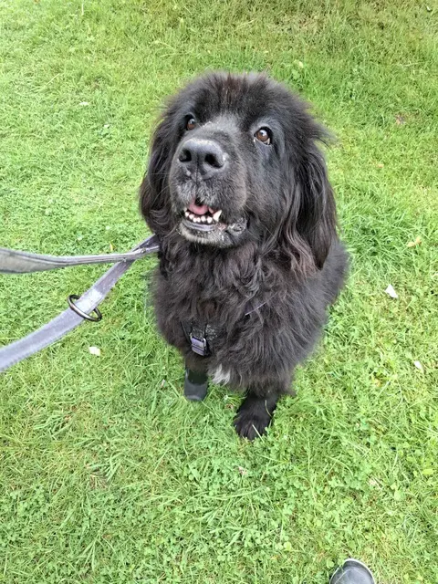 Bailey | Foto: Pfotenhilfe
