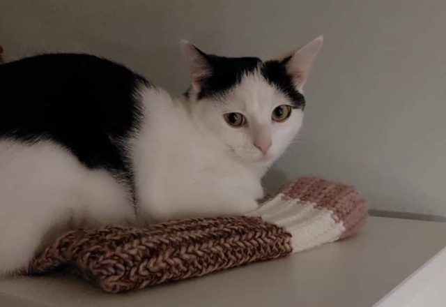 Milo wird seit 12. Juli 2025 vermisst. | Foto: Privat