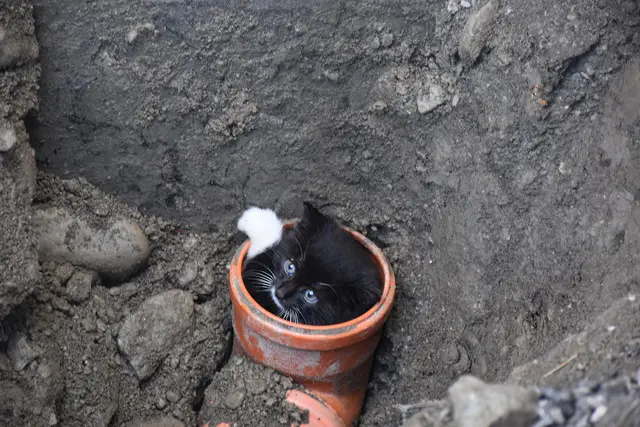 Die Babykatze machte mit Miauen auf sich aufmerksam.  | Foto: Zoom Tirol
