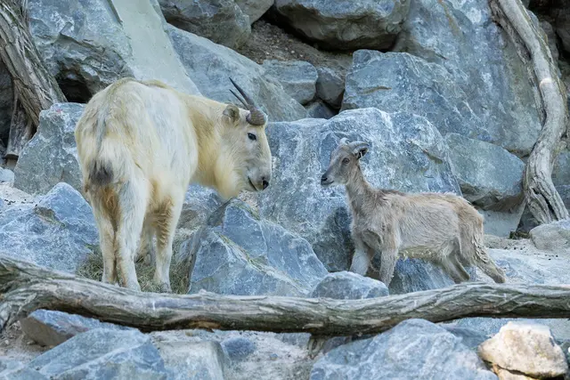 Während die Tahre geschickt die steilen Klippen erklimmen würden, halten sich die eher behäbigen Takine vor allem auf den Flächen dazwischen auf, wie erklärt wird. | Foto: Daniel Zupanc