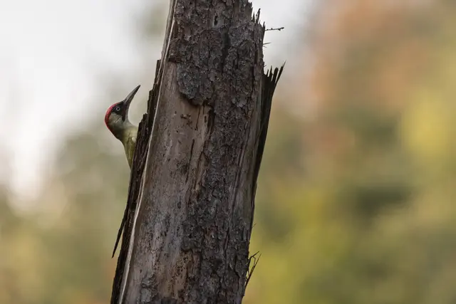 Mit etwas Glück bekommt man vielleicht auch ihn zu sehen: den Grünspecht. | Foto: nATurknipser