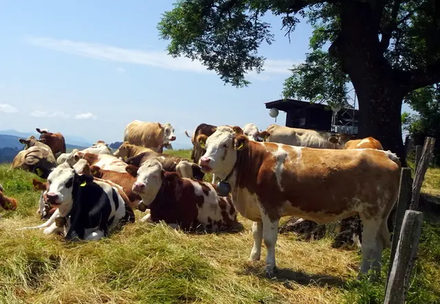 Kuhversammlung auf dem Hochkogel