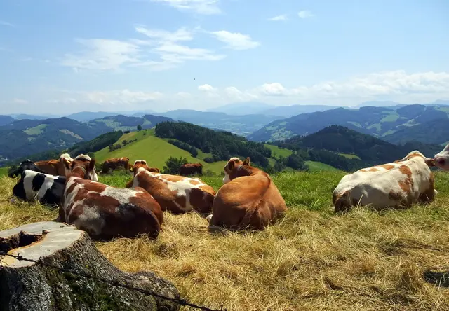 Auch die Kühe genießen die herrliche Aussicht auf dem Hochkogel.