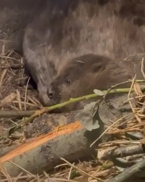 Am 1. Juli 2025 kam ein putzmunteres Biberbaby zur Welt. Mit etwas Geduld können Tierfreundinnen und -freunde das Jungtier derzeit im geschützten Innenbereich des Biberbaus entdecken.  | Foto: Alpenzoo Innsbruck