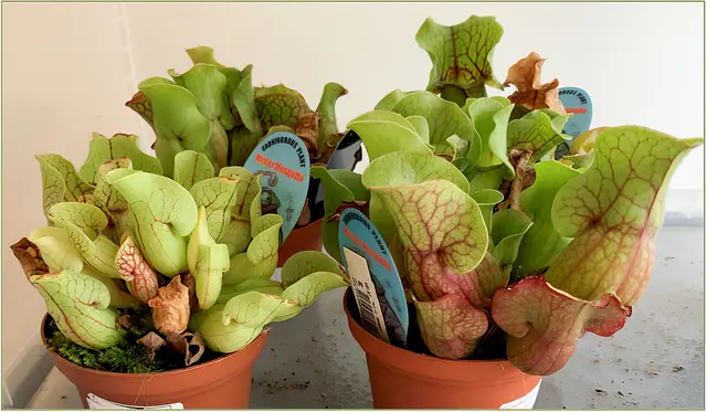Sarracenia purpurea (Rote Schlauchpflanze): Ihre Enzyme sollen Plastik verdauen. | Foto: FF WN