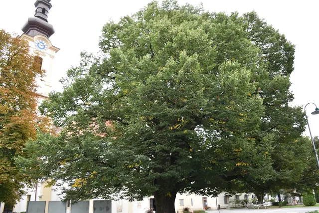 Im Bezirk Leibnitz gibt es zahlreiche Naturdenkmäler so wie beispielsweise die Linde vor der Stadtpfarrkirche in Leibnitz - das Bild stammt aus dem Jahr 2021. | Foto: Waltraud Fischer