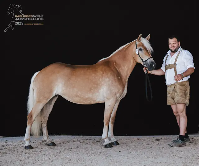 Markus Hettegger mit einer Haflingerstute | Foto: Zauberlicht Fotografie