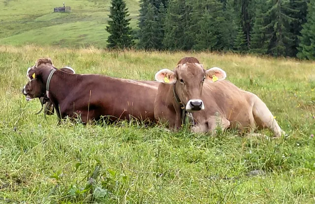 Winklmoos-Alm  | Foto: H.Bachinger