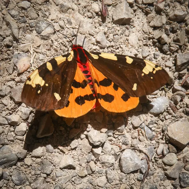 Der Augsburger Bär wurde auf der Trittsteinfläche gesichtet. Der Schmetterling ist auf der Roten Liste Österreichs als gefährdete Art angeführt. | Foto: Nationalpark Kalkalpen/Christian Pichler-Scheder