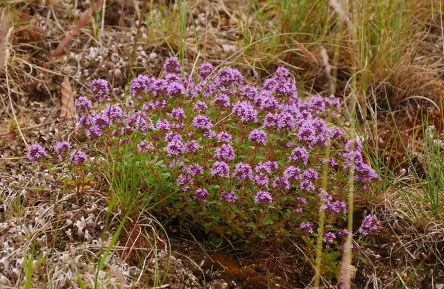 Feld-Thymian; © R. Jagersberger