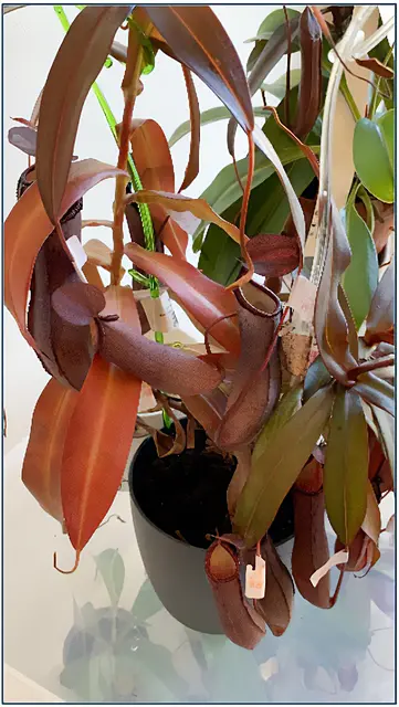 Nepenthes alata (Kannenpflanze): Pflanzen, in denen sich plastikfressende Enzyme verbergen. | Foto: FF WN
