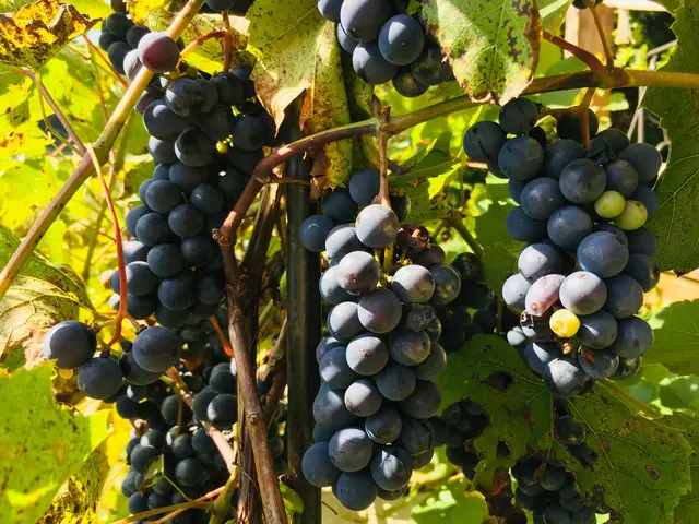 Angeboten werden unterschiedlichste Produkte: von Feldfrüchten und Stroh über Brennholz und Gemüse bis hin zu Reststoffen aus der Lebensmittelverarbeitung wie Kleie, Ölkuchen oder Maisstroh. | Foto: MeinBezirk