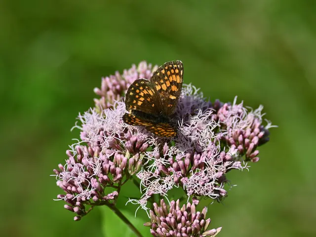 Scheckenfalter
