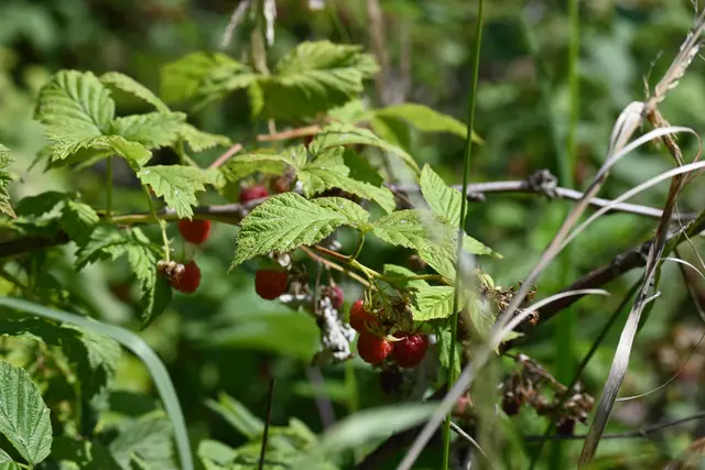 Himbeeren