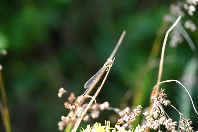 Kleinlibelle