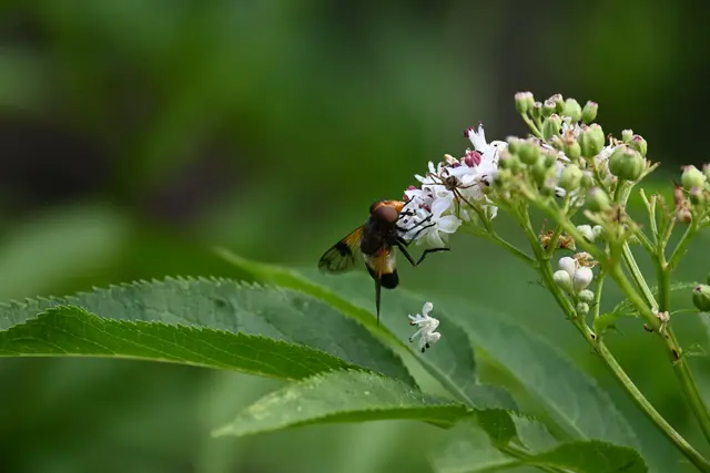 Waldschwebfliege und Spinne
