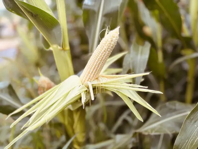 Angeboten werden unterschiedlichste Produkte: von Feldfrüchten und Stroh über Brennholz und Gemüse bis hin zu Reststoffen aus der Lebensmittelverarbeitung wie Kleie, Ölkuchen oder Maisstroh. | Foto: MeinBezirk