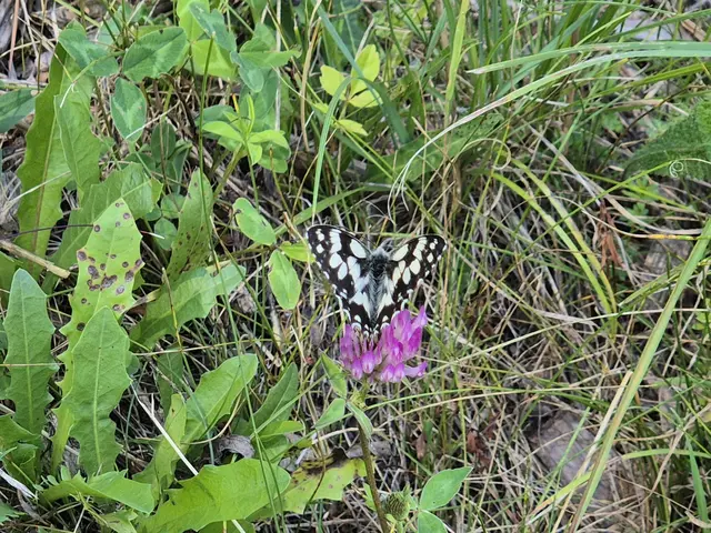 Schachbrettfalter