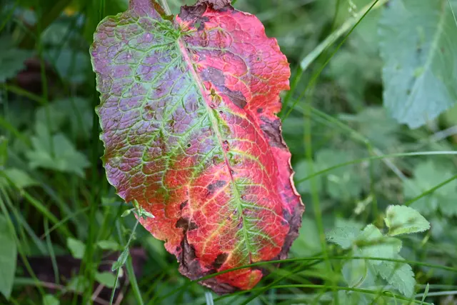 Schon herbstlich