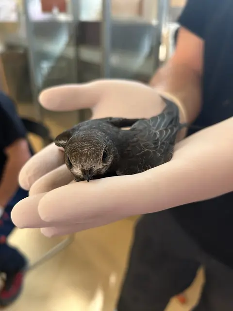 Mauersegler brüten meist am Dach. Das kann den Jungtieren im Sommer zum Verhängnis werden.  | Foto: Tierschutz Austria