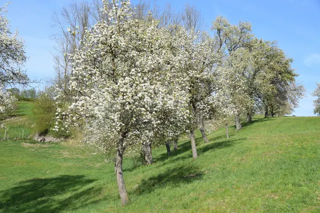 Streuobstbäume tragen nicht nur Früchte, sondern sind auch Lebensraum für viele Tierarten. | Foto: G. Fuß