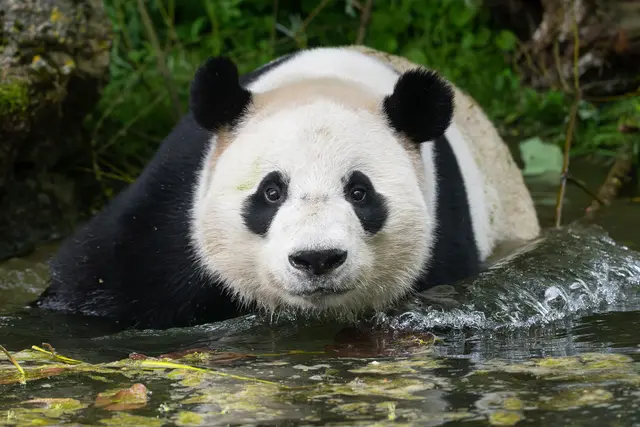 Im Tiergarten Schönbrunn sorgt man dafür, dass ich die Großen Pandas wohlfühlen.  | Foto: Daniel Zupanc