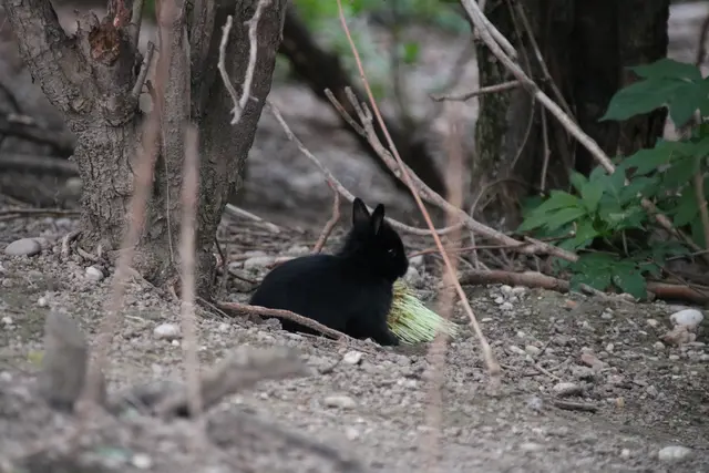 Auch sichtet man vereinzelt junge Kaninchen am Treppelweg. | Foto: Kathrin Klemm