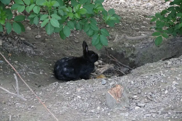 Ihren Bau haben die Kaninchen am Rand des Weges gebaut.  | Foto: Kathrin Klemm